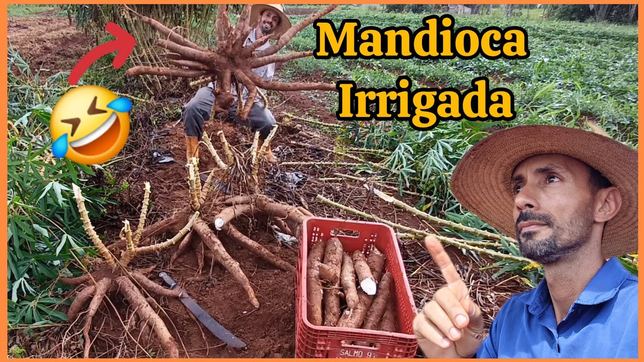 Plantiu na vertical,mandioca Irrigada alta produtividade, #Mandioca.