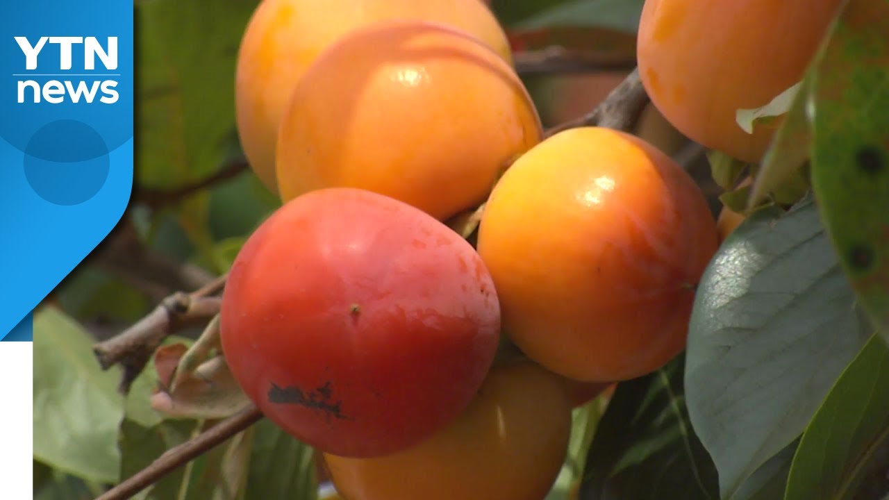 충북 영동의 가을 명물...감나무 가로수 길 / YTN