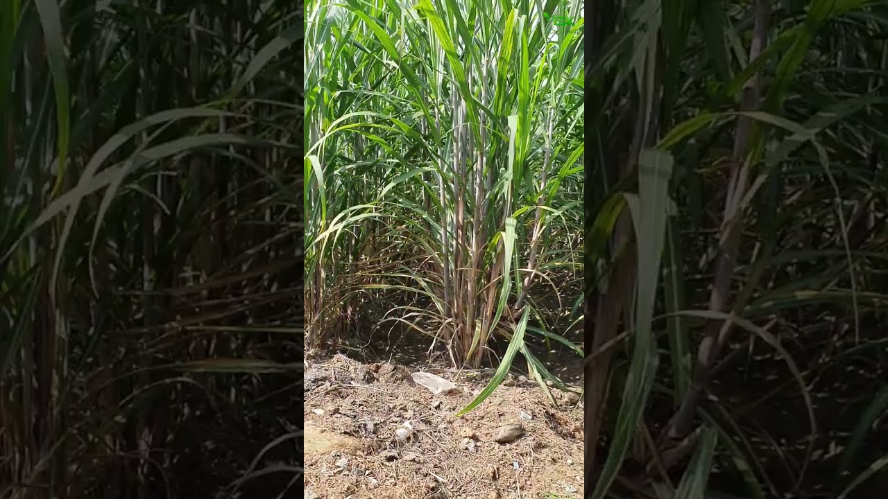 Boosting Sugarcane Growth Naturally: The Magic of Organic Fertilizer . #india #shorts