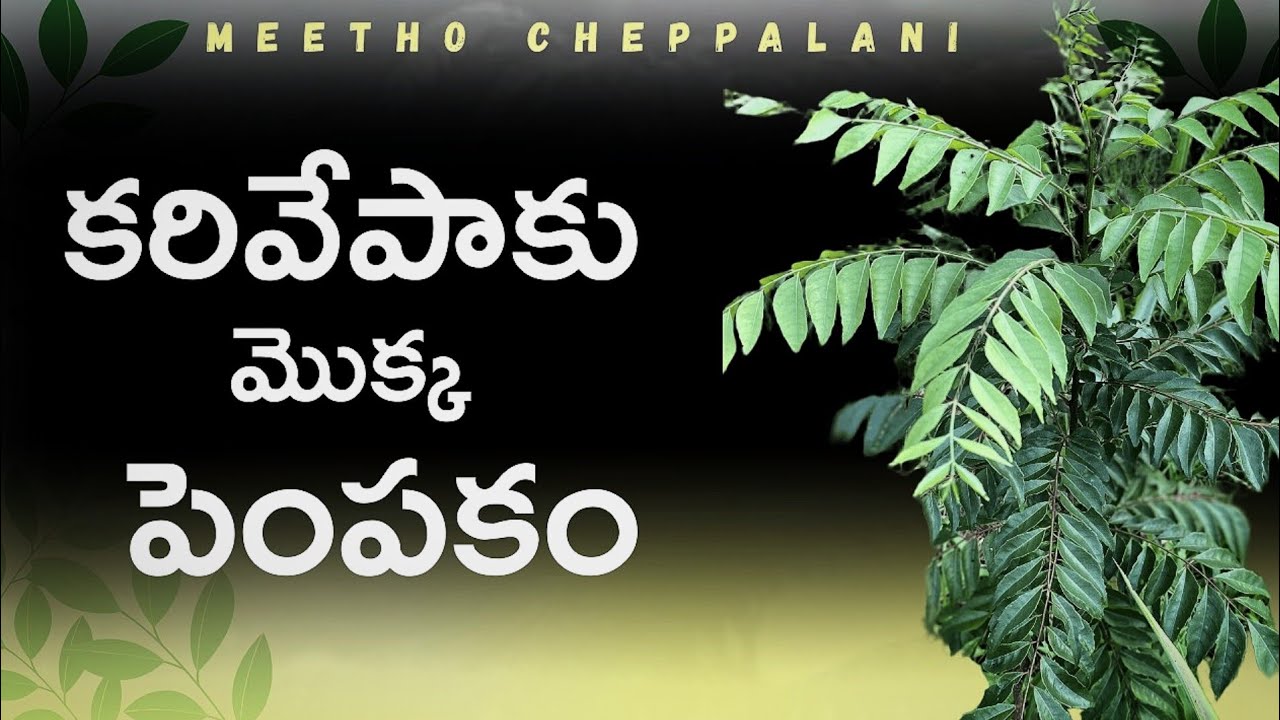 karivepaku mokka pempakam | grow curry leaves plant easily | growing karivepaku