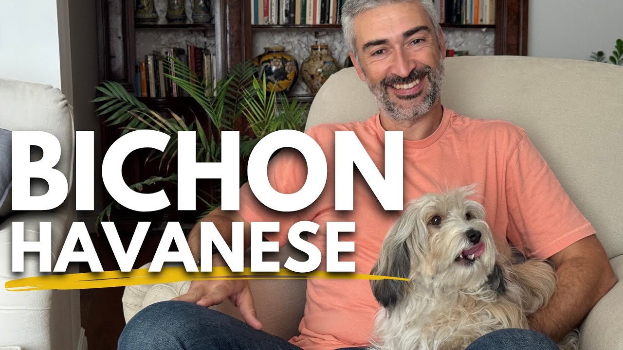 Il Bichon Havanese.
