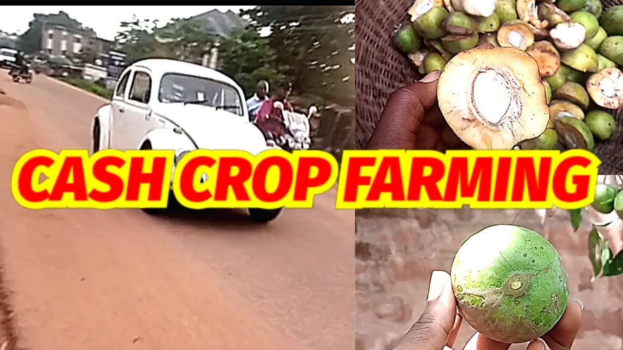 VLOG : A TRIP TO THE FARM |STEP BY STEP ON HOW TO PROCESS OGBONO SEED FOR DRAW SOUP