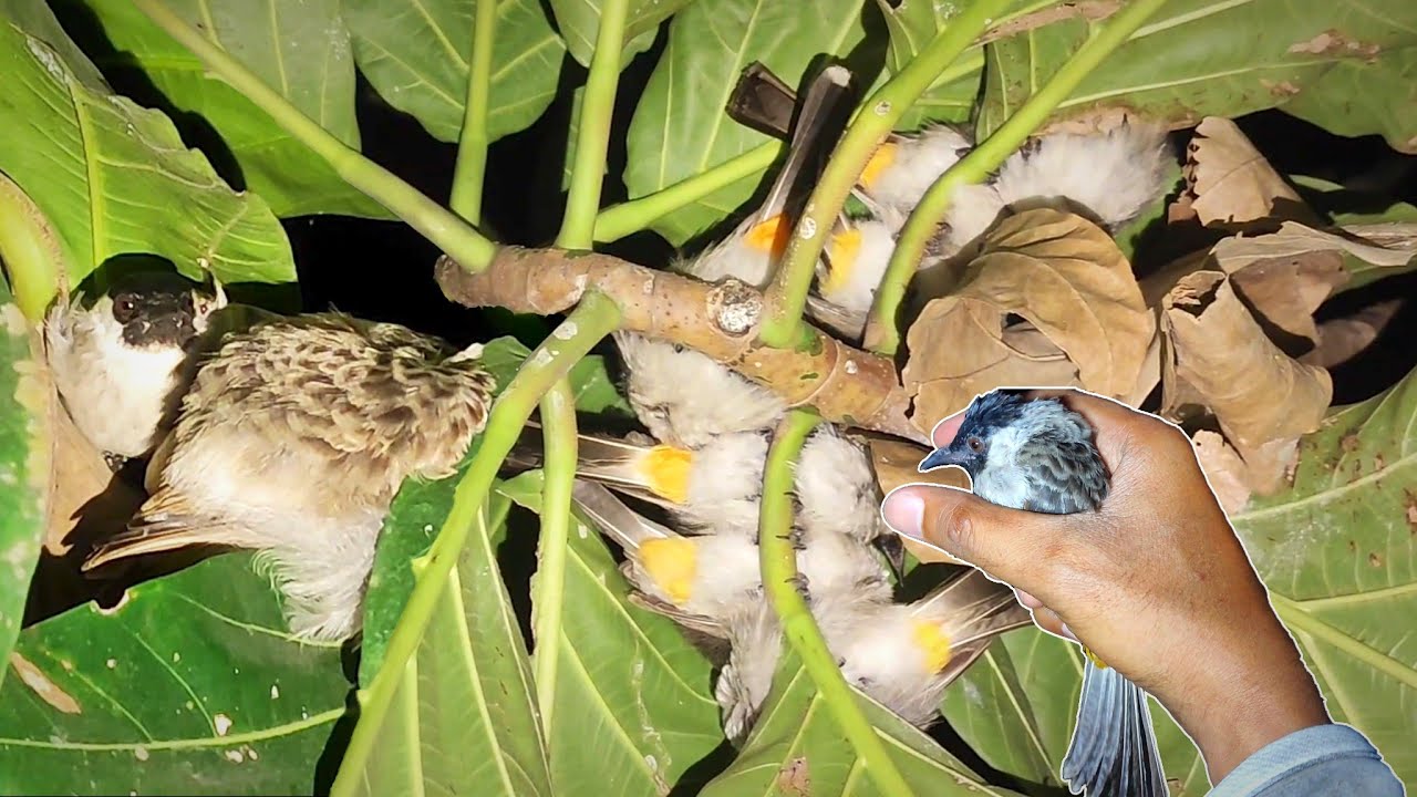 Kutilang Satu RT Ini Mah | Mencari Burung Tidur Di Malam Hari Eps 296