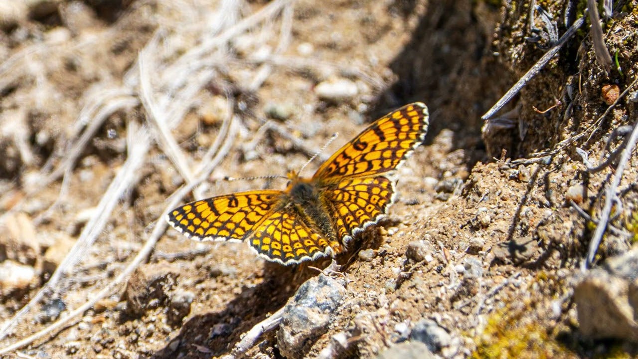 Ahlat - Van Fotoğraf Gezisi  / 31 Mayıs - 01 Haziran 2025