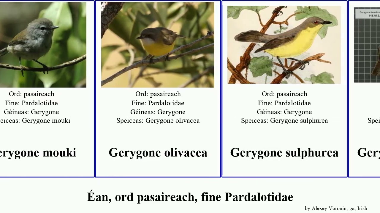 &Eacute;an, ord pasaireach, fine Pardalotidae gerygone sericornis pardalotus bird magna keri campestris