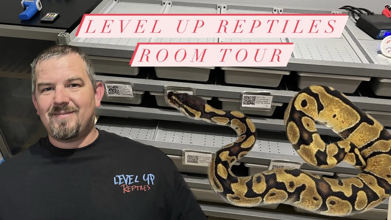 Ball Python Room Tour!!!