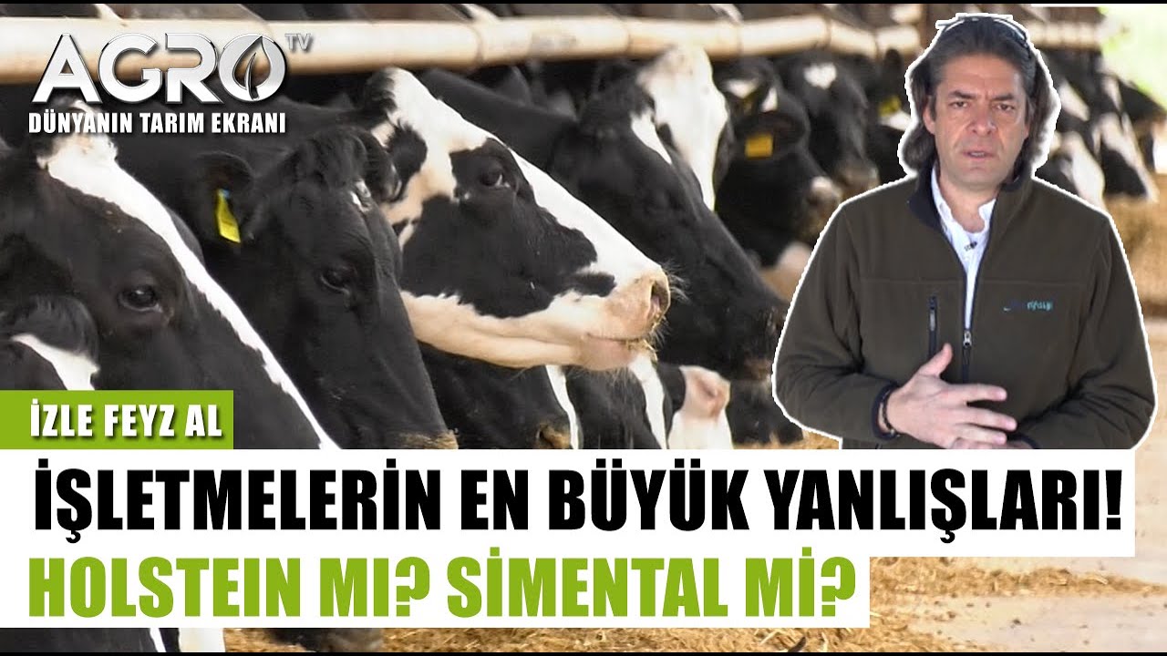 Süt İşletmelerinin Yaptığı En Büyük Yanlış! Holstein Mı Simental Mi? | İzle Feyz Al
