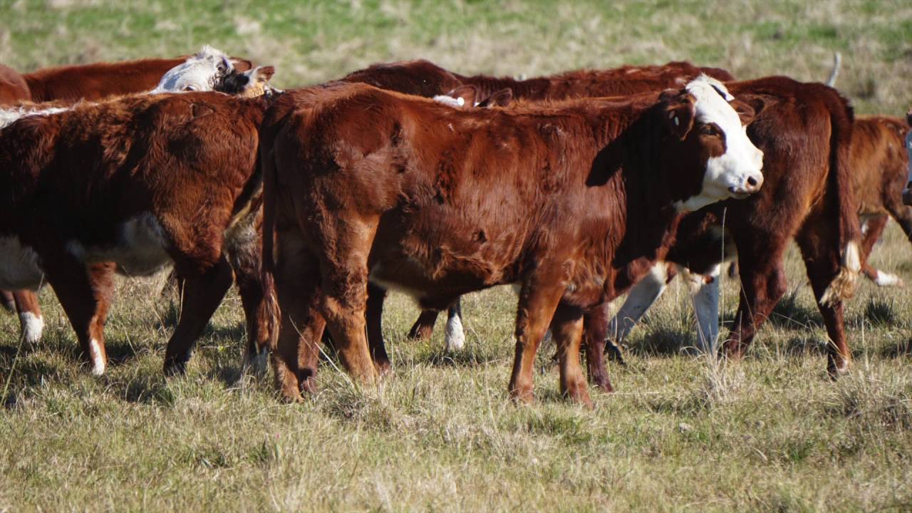 Creep Feeding (5 de 5) - Alimentos recomendados. Fororural.com