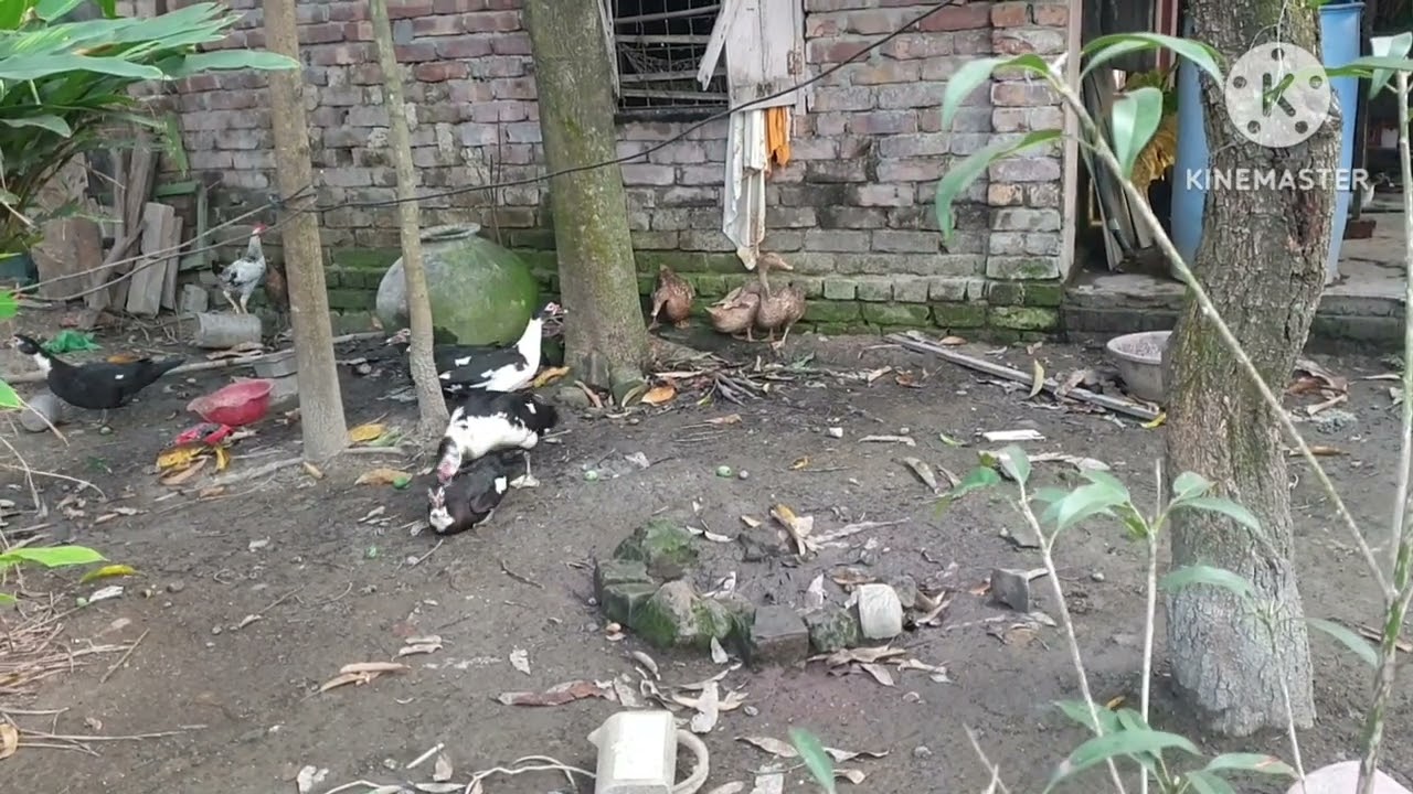 চিনা হাসঁ কত মাস বয়সে ডিম দেয়? এই ভিডিওতে আজ আমরা সেগুলো জানব।