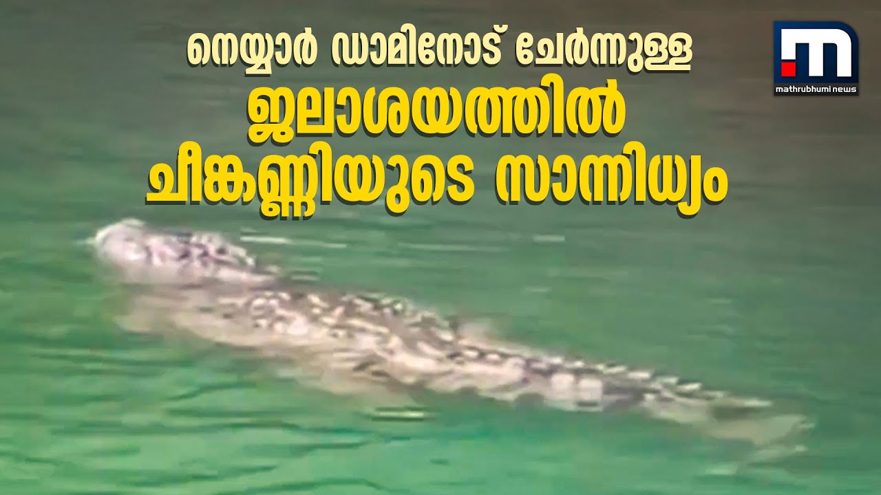 നെയ്യാർ ഡാമിനോട് ചേർന്നുള്ള ജലാശയത്തിൽ ചീങ്കണ്ണിയുടെ സാന്നിധ്യം; പ്രദേശവാസികൾ ആശങ്കയിൽ