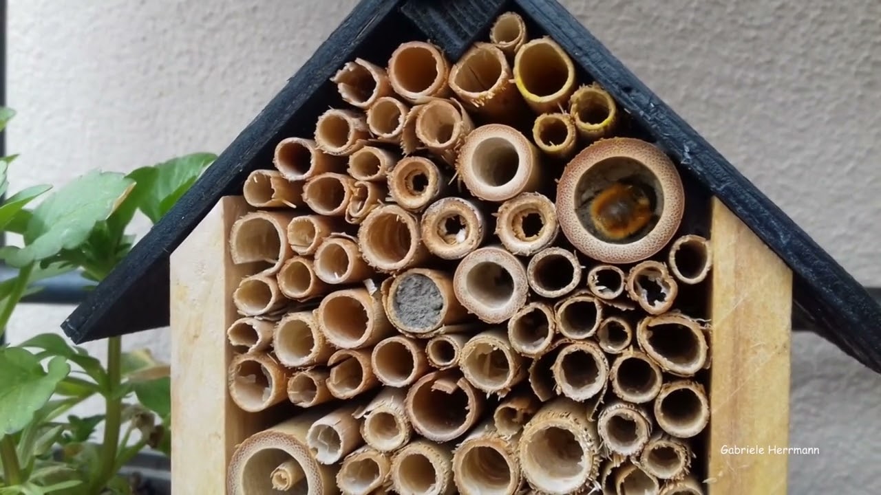 Mauerbiene im Insektenhotel