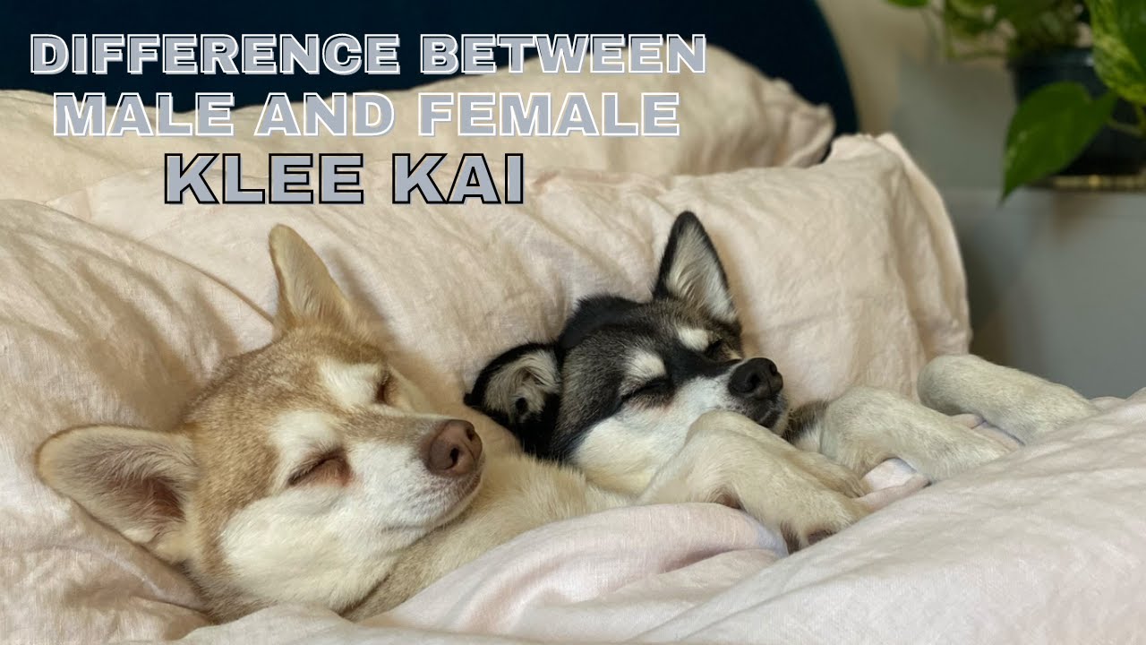 Difference Between My Male And Female Klee Kai Dogs - Best Videos