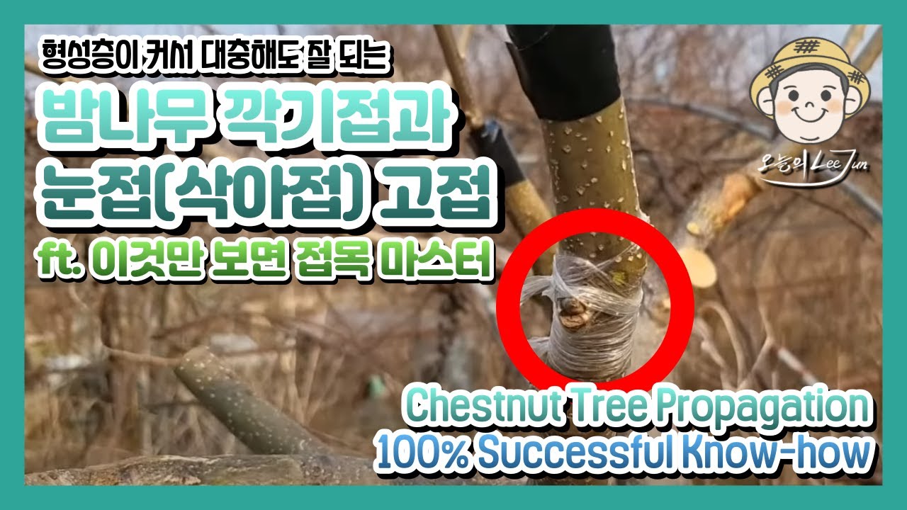 오늘의 접목 4...밤나무 깍기접과 눈접(삭아접) [Grafting Chestnut Tree 100% Easy Know-How!] #Korean#chestnut#grafting
