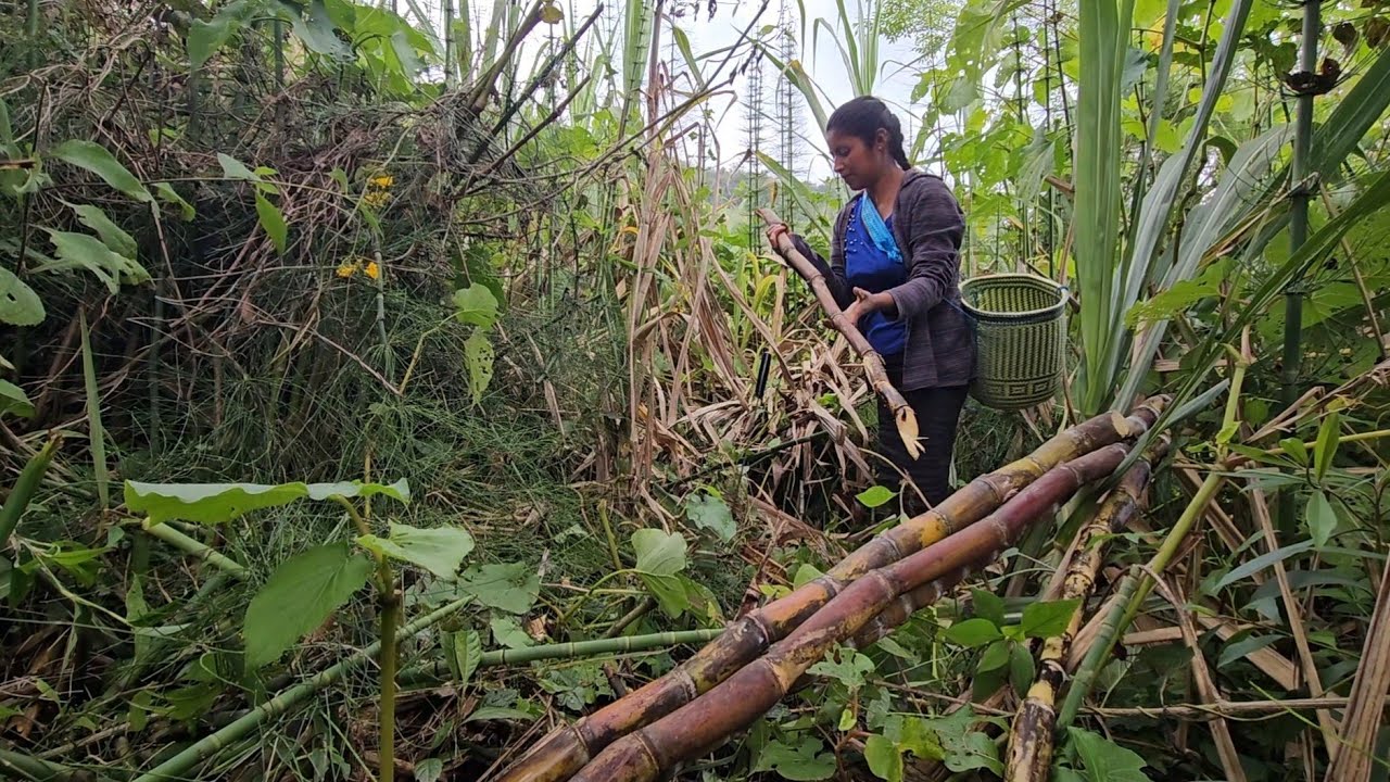 DONDE HAY CAÑA HAY ANIMALES PELIGROSAS PORESO CARGO MI MACHETE