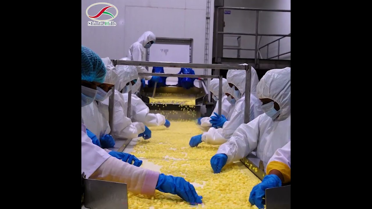 Premium IQF Totapuri Mango Dices – Best Exporter & Supplier | Shimla Hills