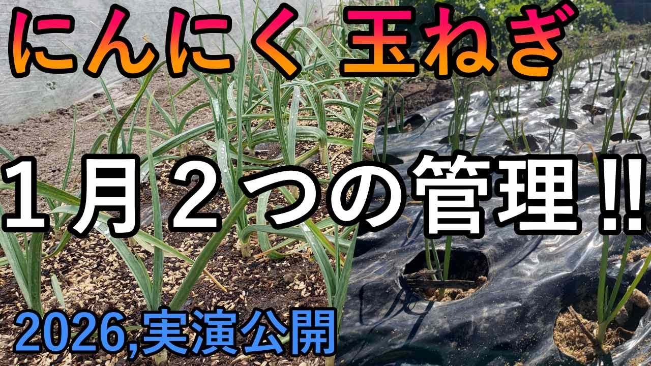 玉ねぎ にんにくの１月管理はこの２つだけでOK｜かならずやって！
