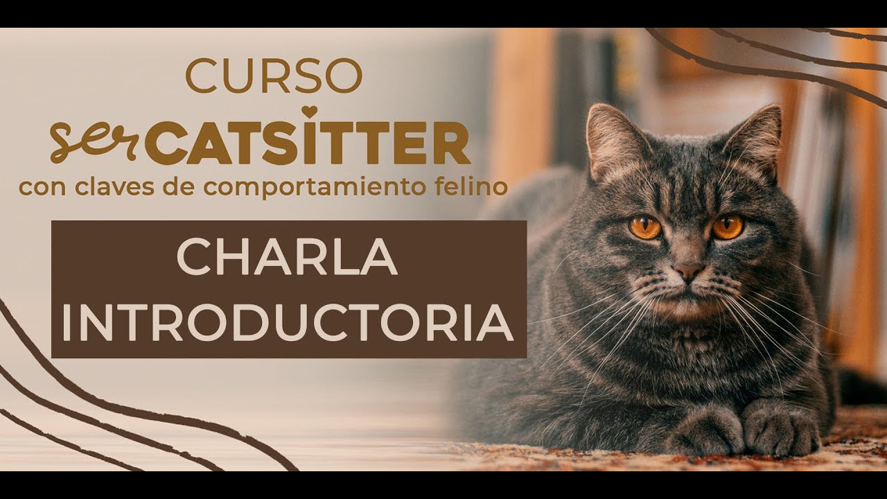 Introducci&oacute;n al Curso SER CATSITTER