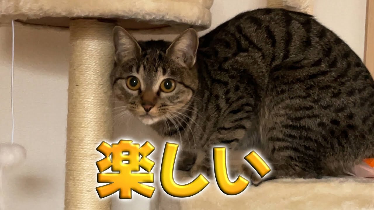 レモンに届いたプレゼント！