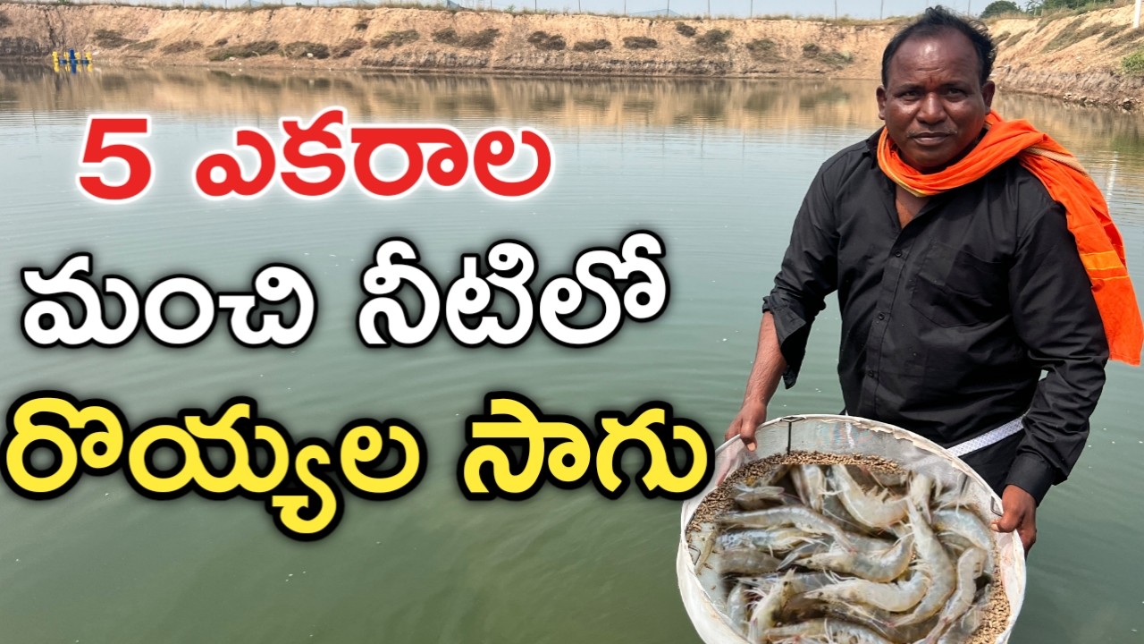 మంచి నీటి చెరువులో రొయ్యలు పెంచుతున్న | Prawns Farming | రైతు బడి