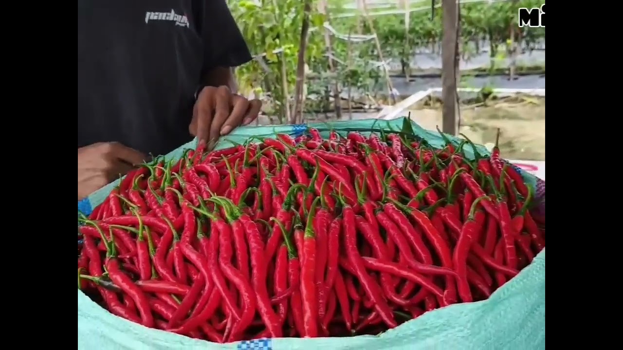 Menanggulangi cabai rontok #jangkauanluassemuaorang #fypシ゚viral 