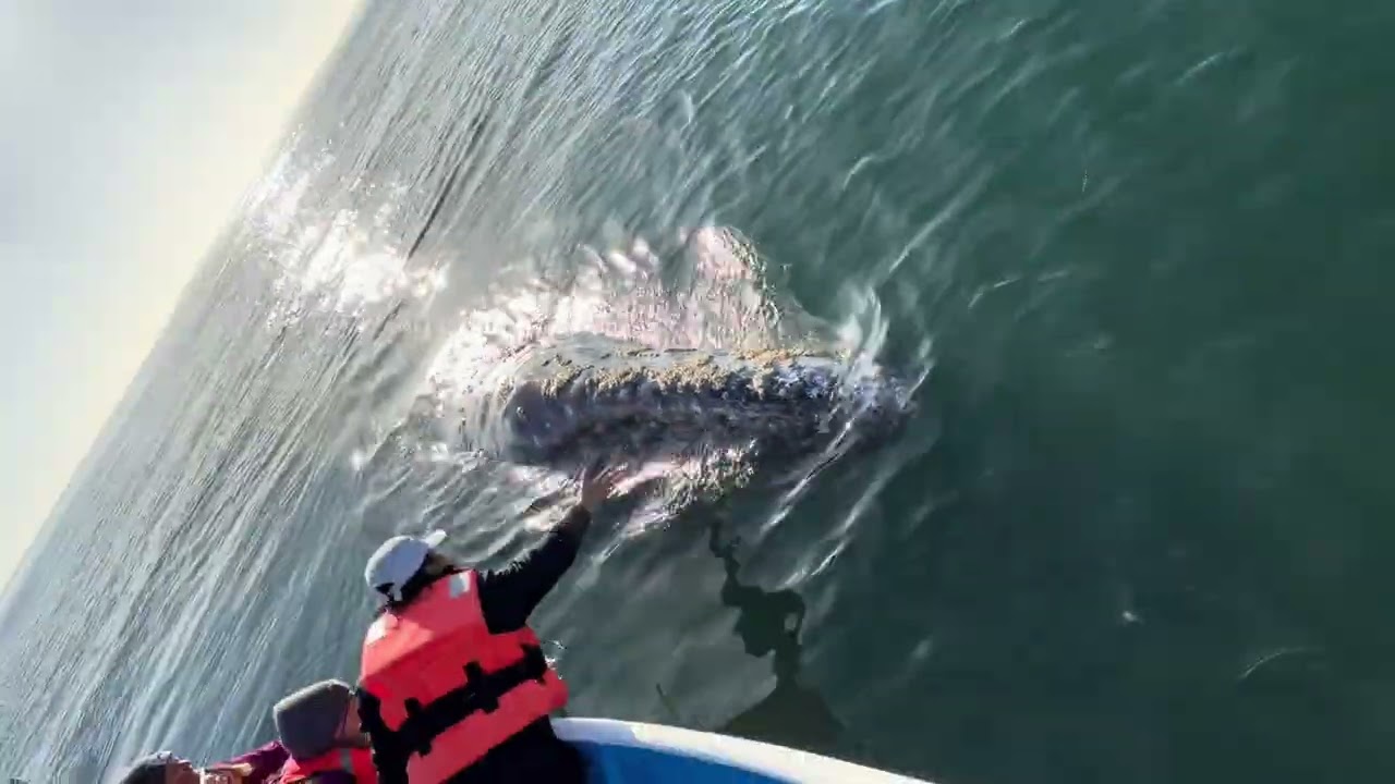 Gray Whale Adventures in Baja - Sweet Interaction #graywhale