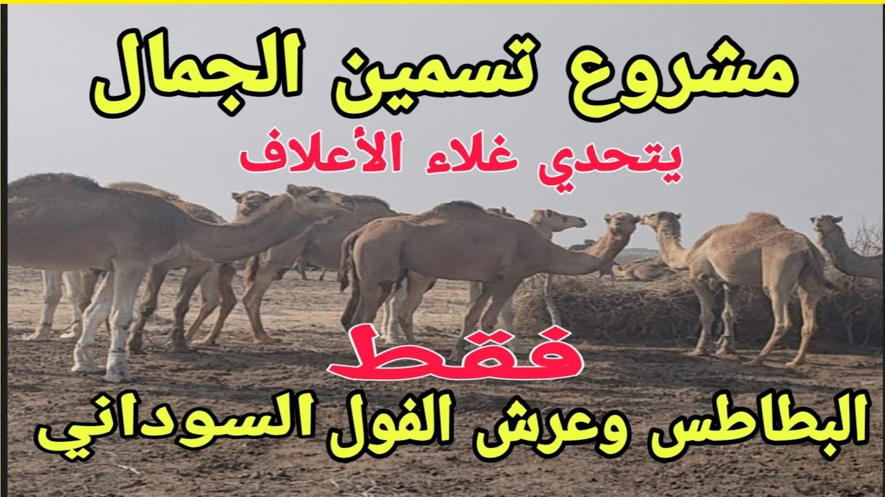 مشروع تسمين الجمال يحقق أعلي الأرباح ..فقط باستخدام (عرش الفول السوداني والبطاطس وحقن تفتيح الجسم)..