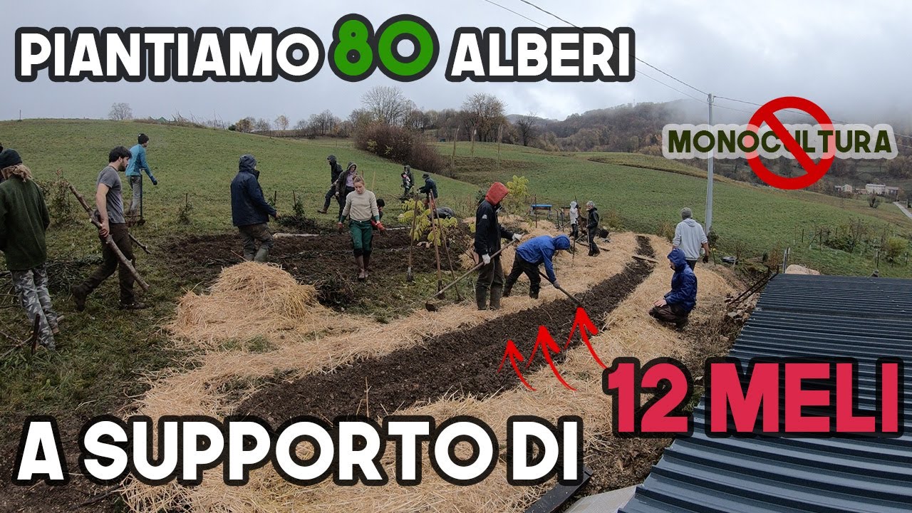 Come fare un sistema AGROFORESTALE SINTROPICO