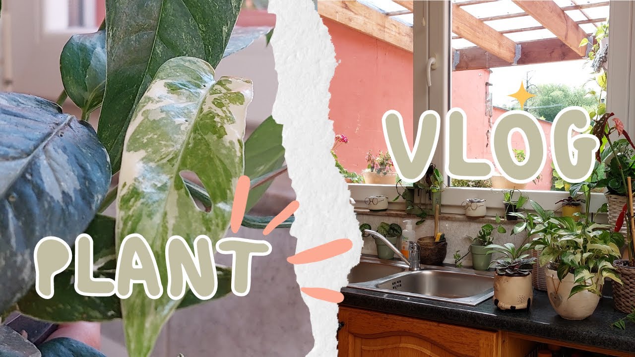 PLANT VLOG 🌿~ ENTRETIEN des PLANTES de la cuisine 🪴