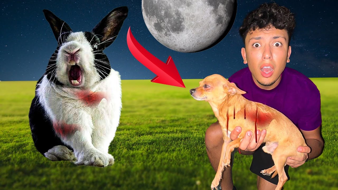 My Puppy Got ATTACKED By A RABIT!!