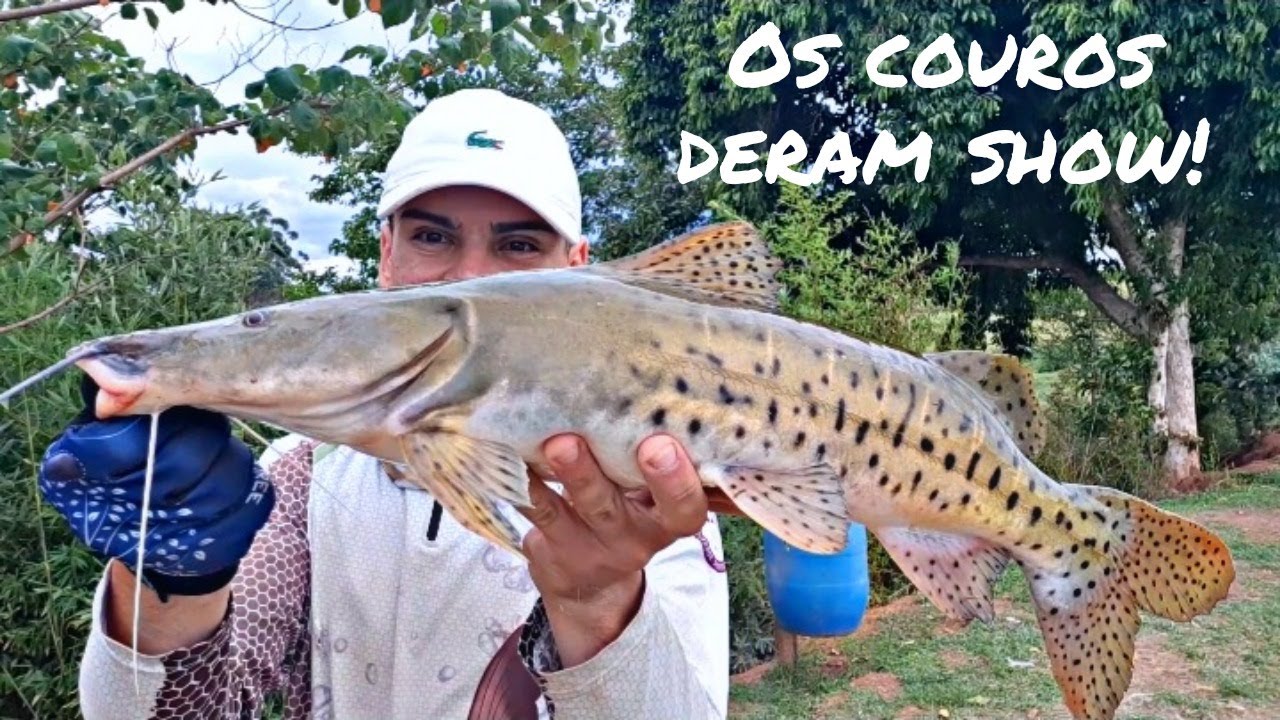 OS FORTES PEIXES DE COURO DO PICA PAU!