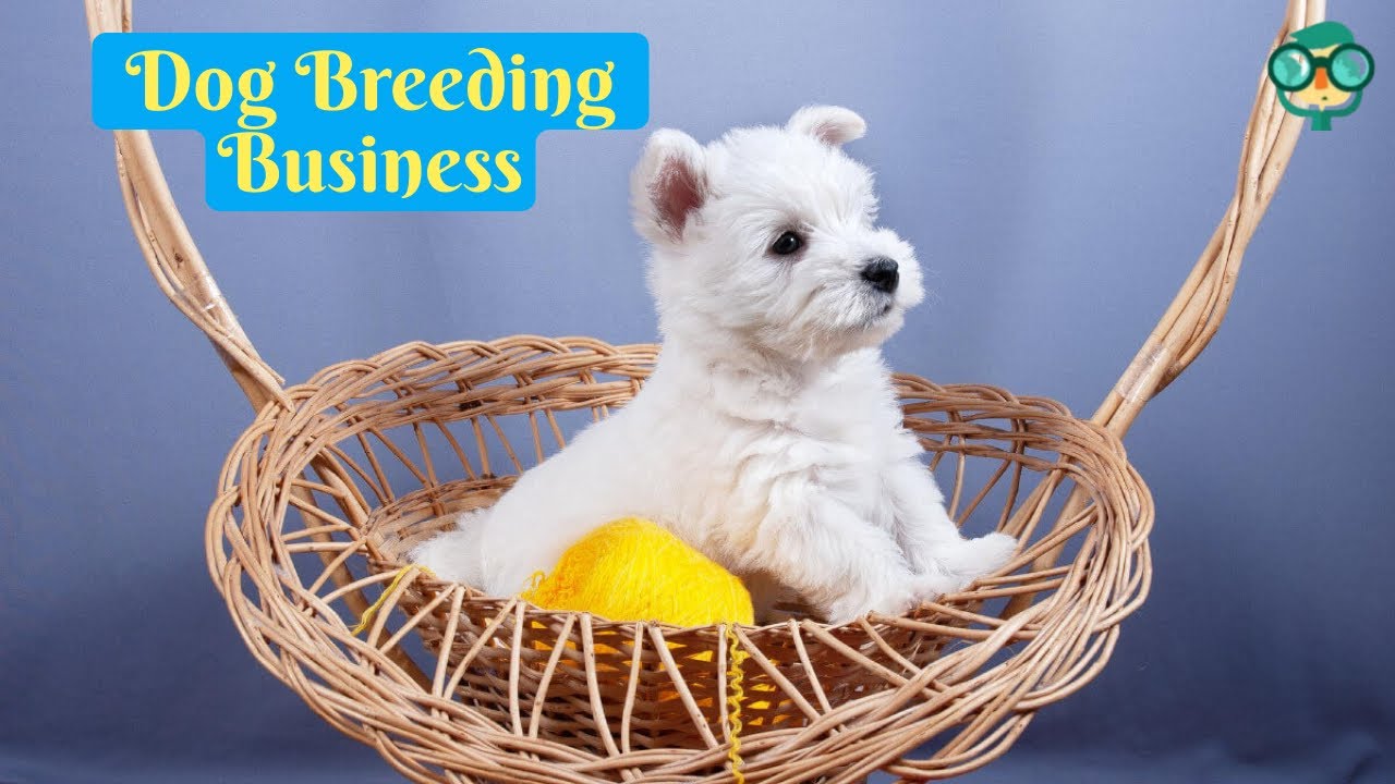 How to Start a Dog Breeding Business From Home? how to start a dog breeder business?