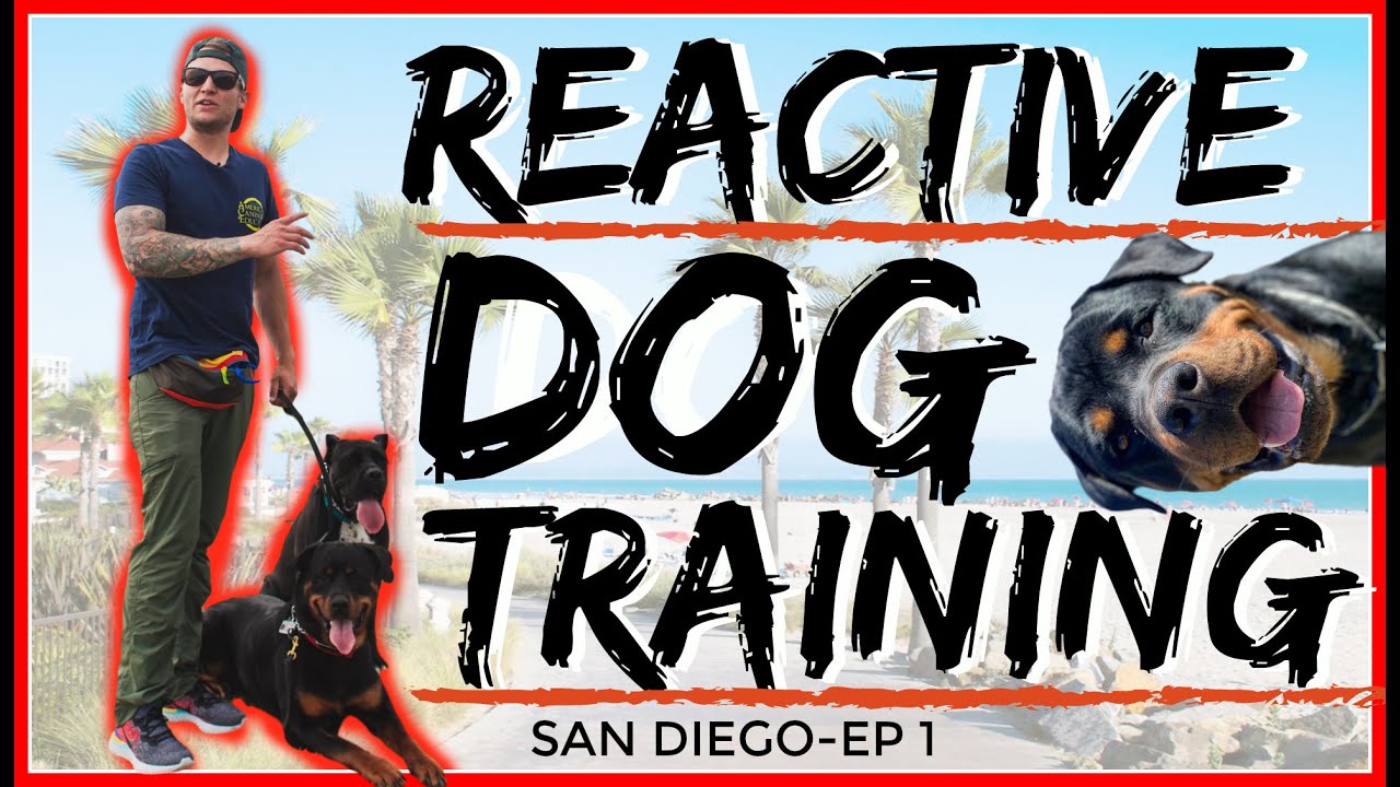 Rottweiler Attacks other dogs - Aggressive Dog Training with Americas Canine Educator