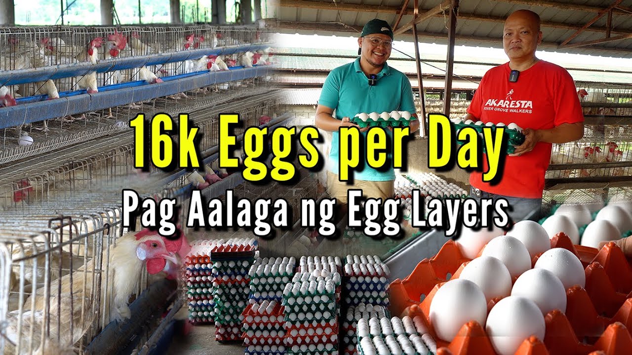 16k Eggs per Day - Pag Aalaga ng Egg Layers