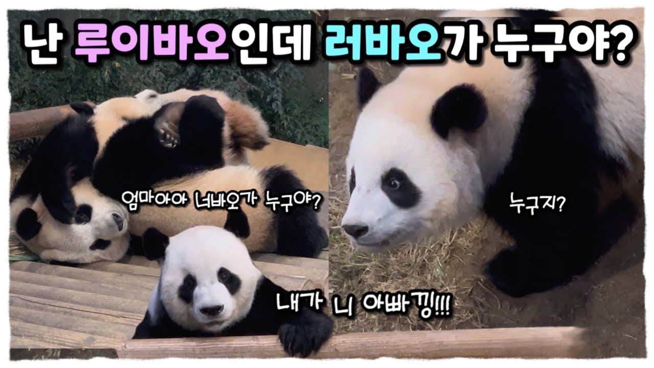 러바오가 누구야?? 나는 루이바오인데👀..루이후이 출생의비밀