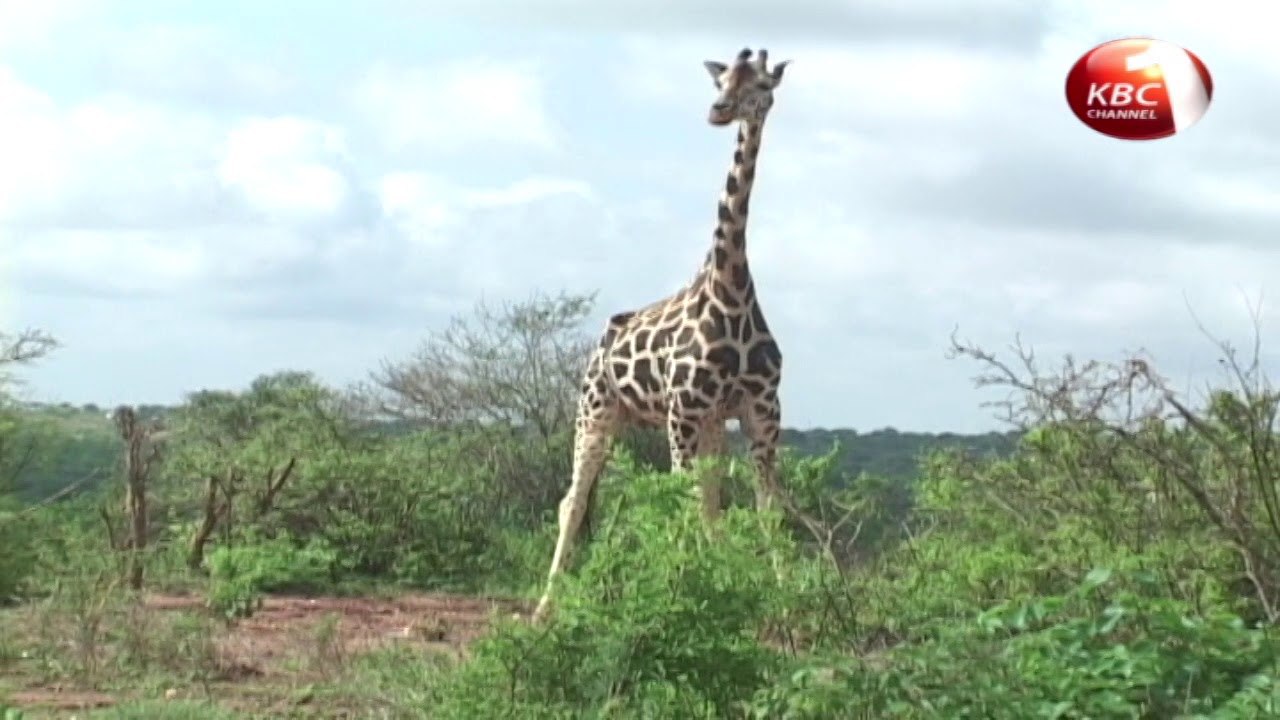 Magical Scenes - Mwea National Reserve