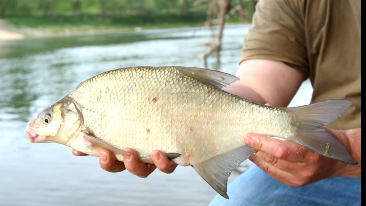 Praktični ribolov - feederom na savske deverike/ river feeder fishing for bream