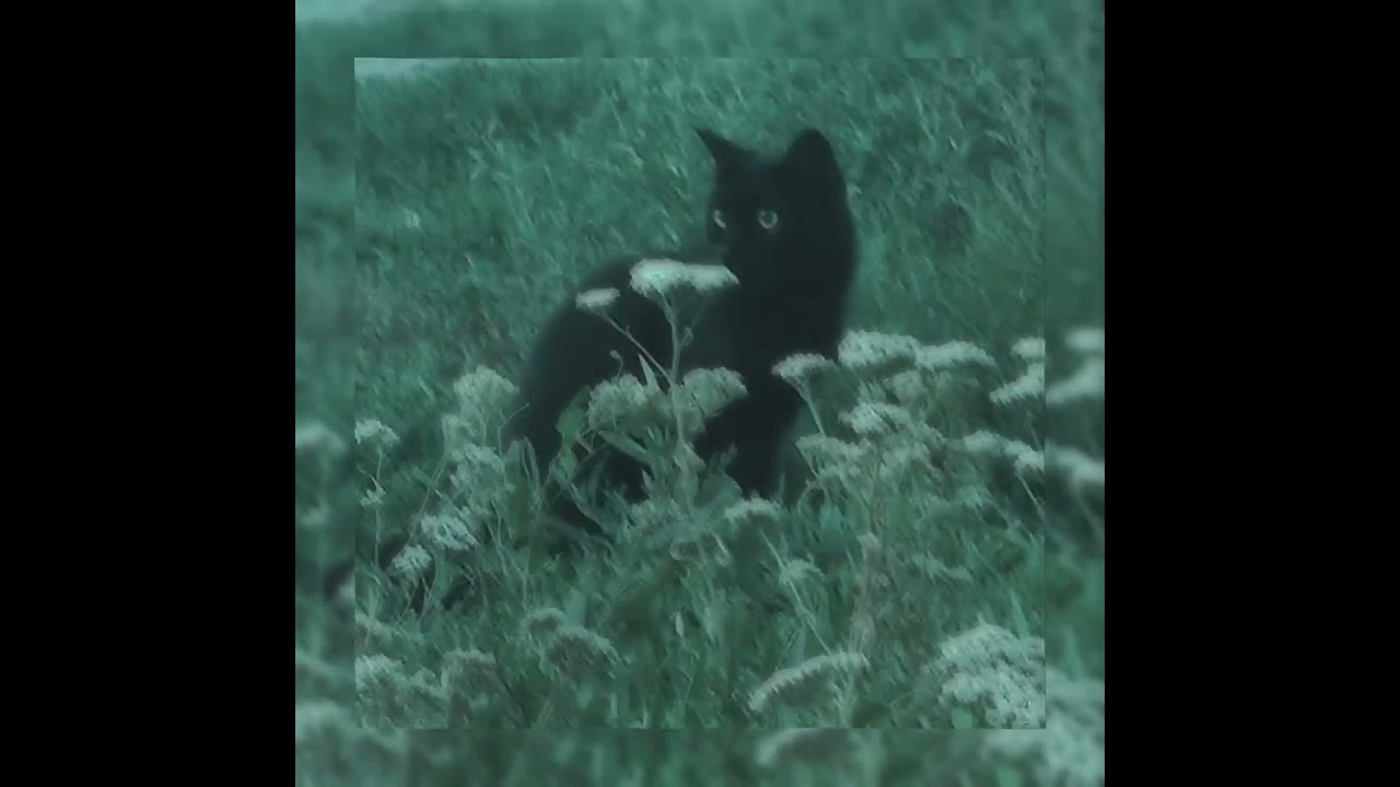 Макс Барских-Туманы(speed up)