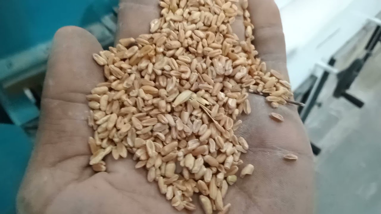 2000KG  CLEANING CAPACITY 1000KG MILLING CAPACITY