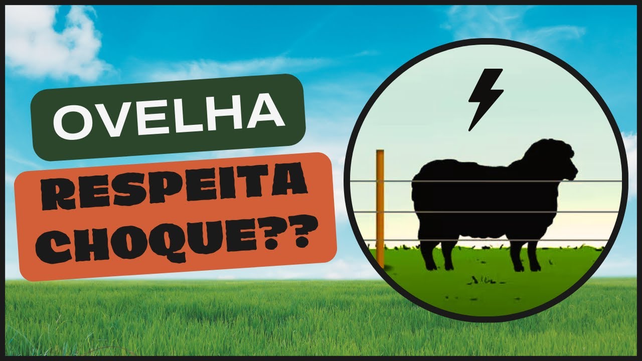 CERCA ELÉTRICA PARA OVINOS: SERÁ QUE FUNCIONA?