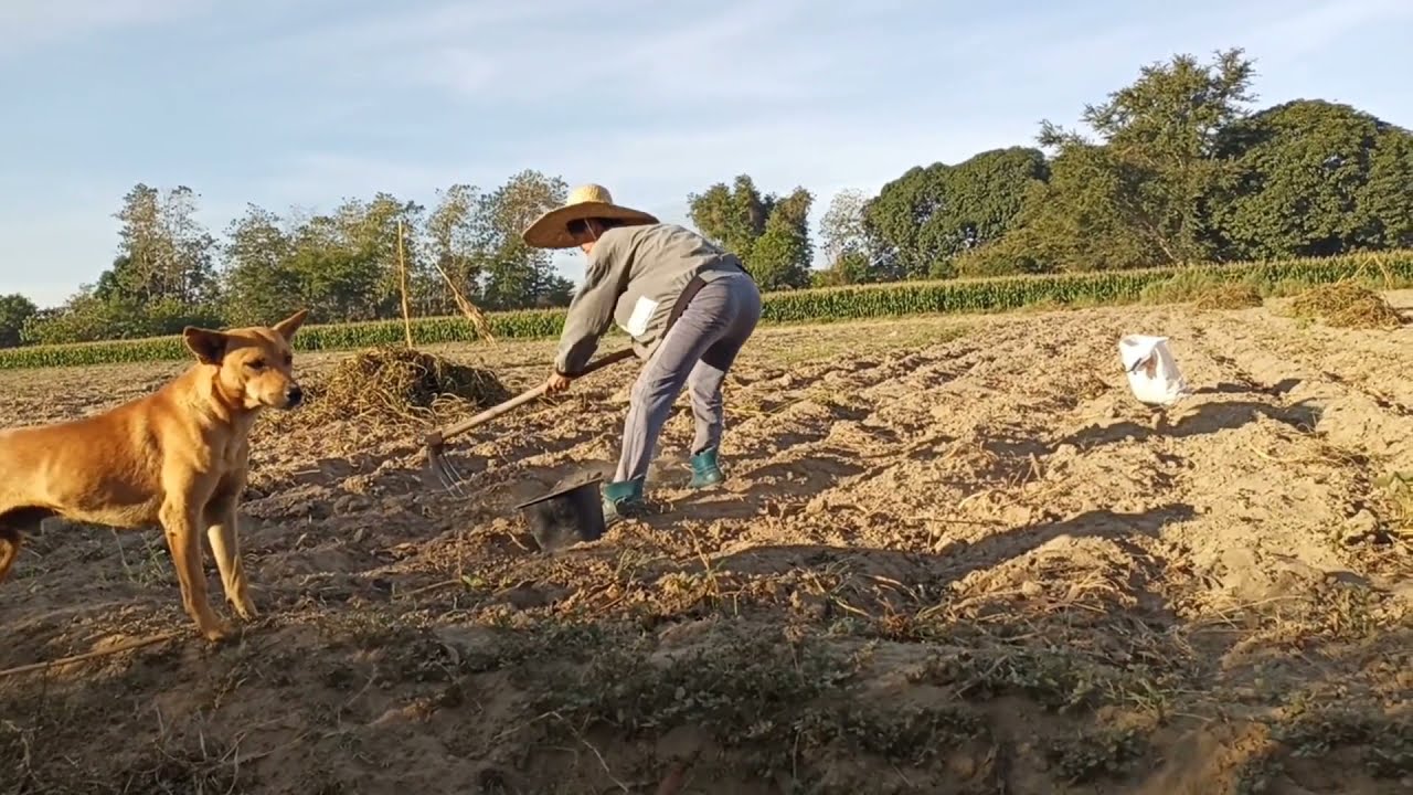 UBE|KINIROTS|TAIWAN|MAGHUKAY NG (kamote)SWEET POTATO mga TIRA-TIRA ng mga NAGHARVEST