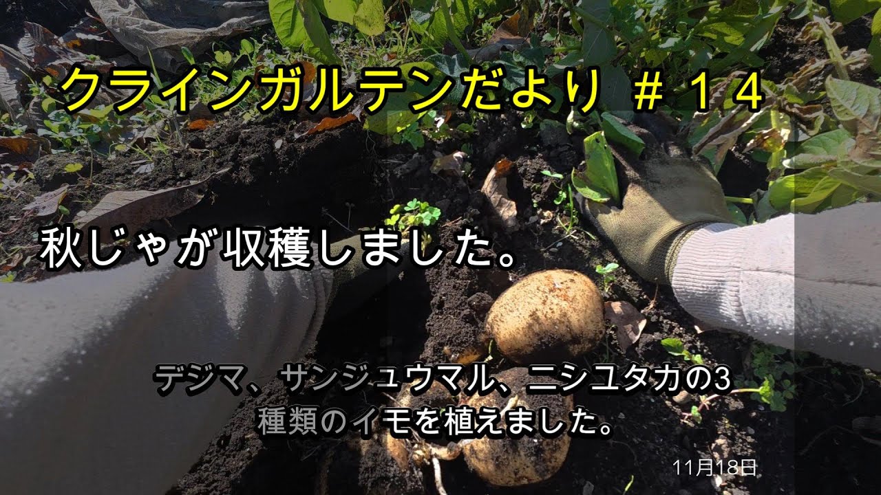 クラインガルテンだより＃１４ 秋じゃがを収穫しました。