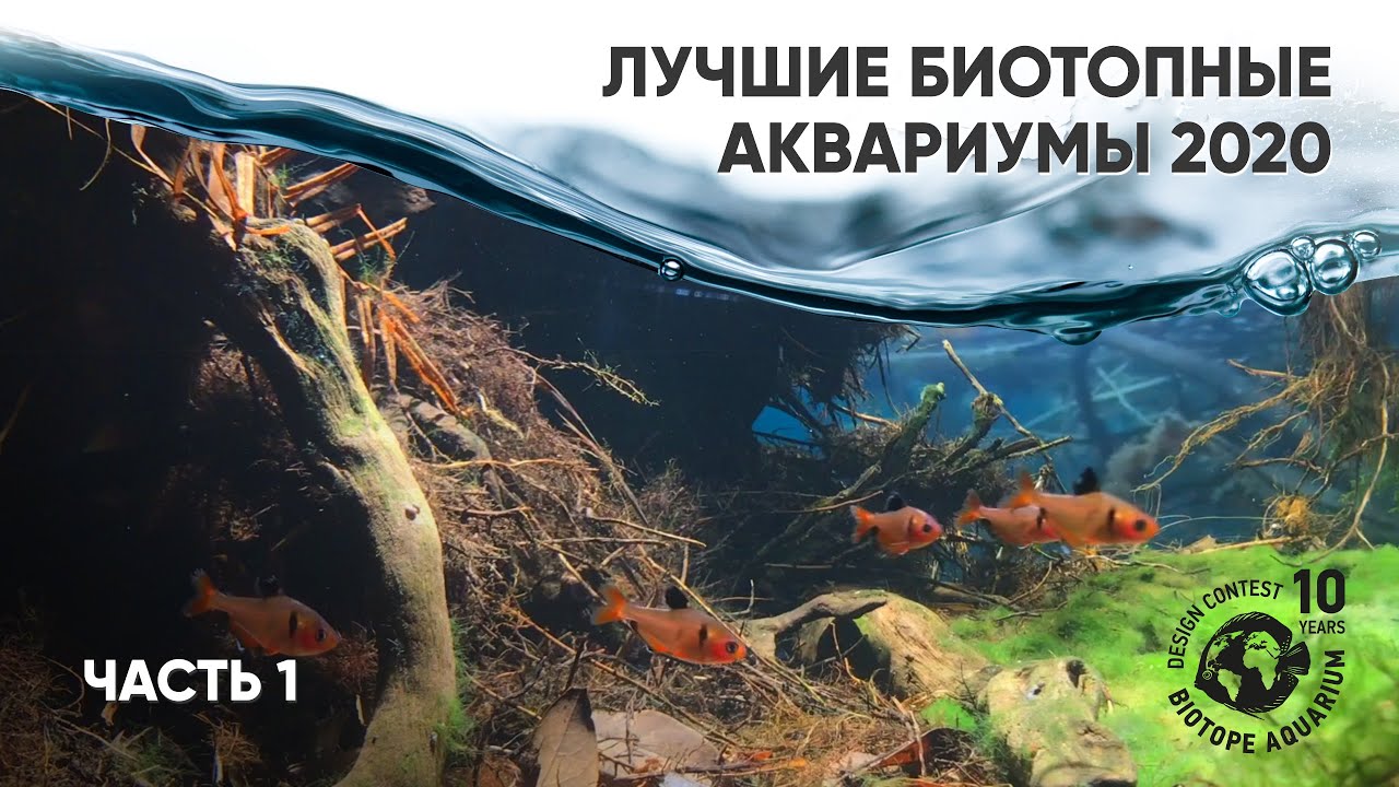Лучшие биотопные аквариумы 2020 года. Часть 1 #BADC2020
