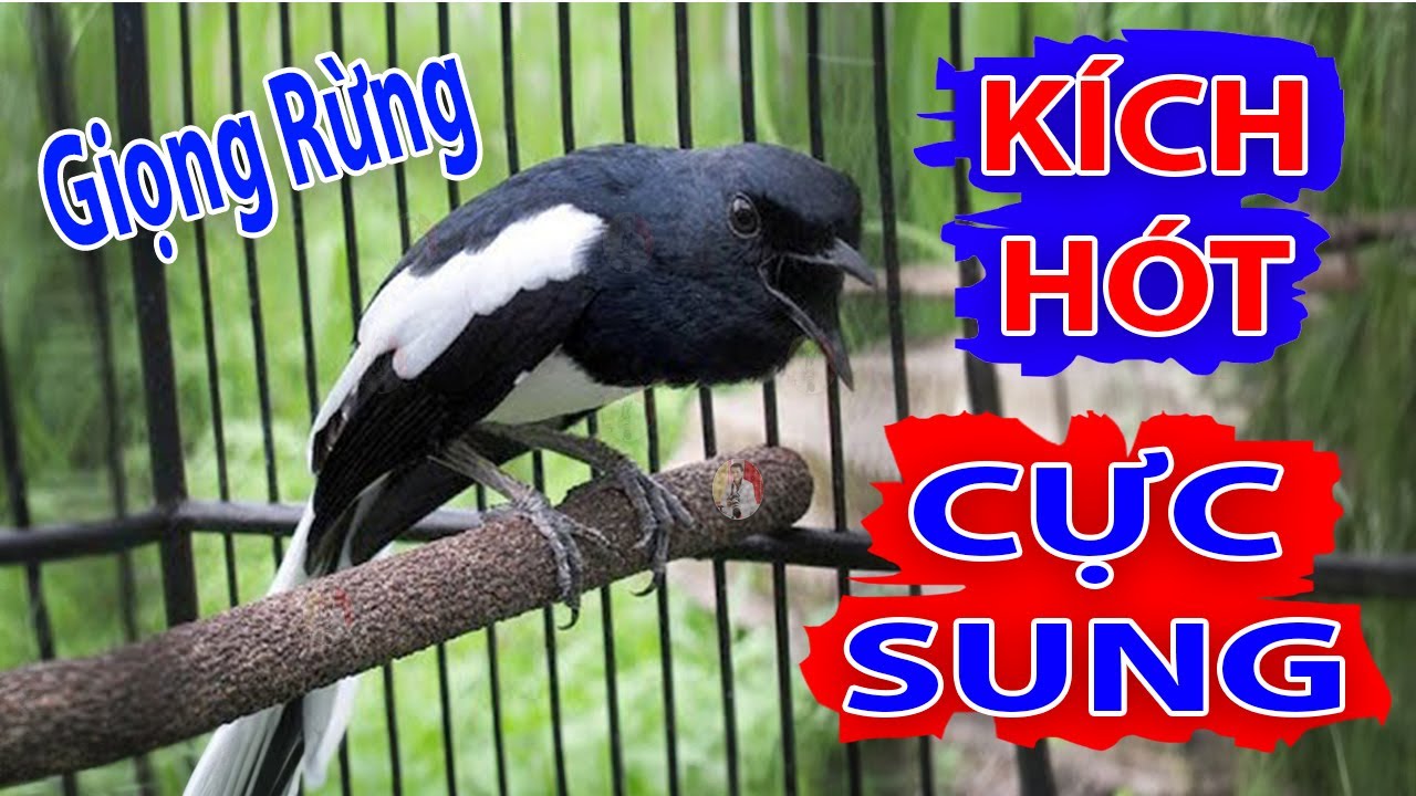 Chòe than hót giọng rừng - Luyện Chòe Than Hót Giọng Hay. Luyện Chòe Than hót Giọng chuẩn. choe than