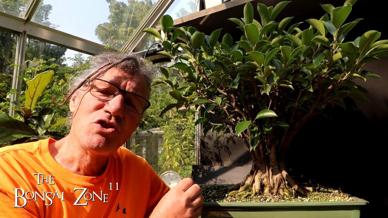 Pruning Up Ficus Fancy, The Bonsai Zone, Sept 2024