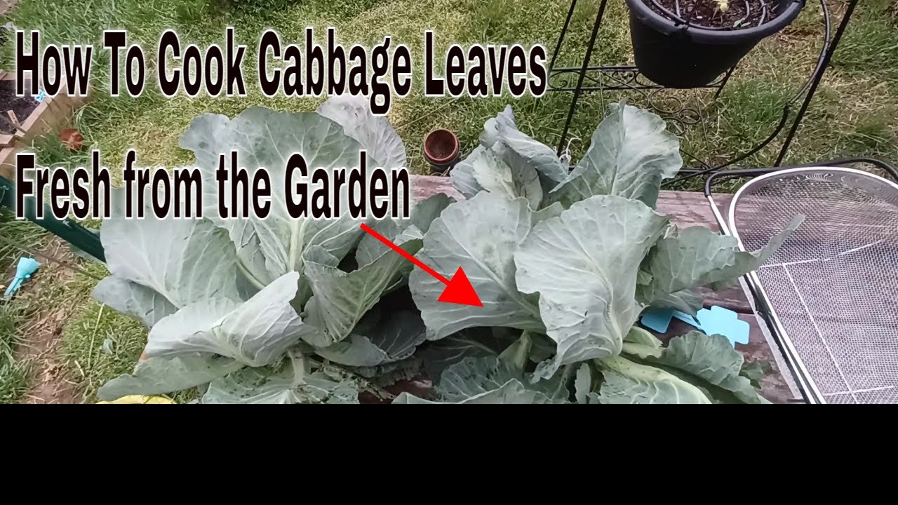 Garden to Table Cooking Cabbage Leaves