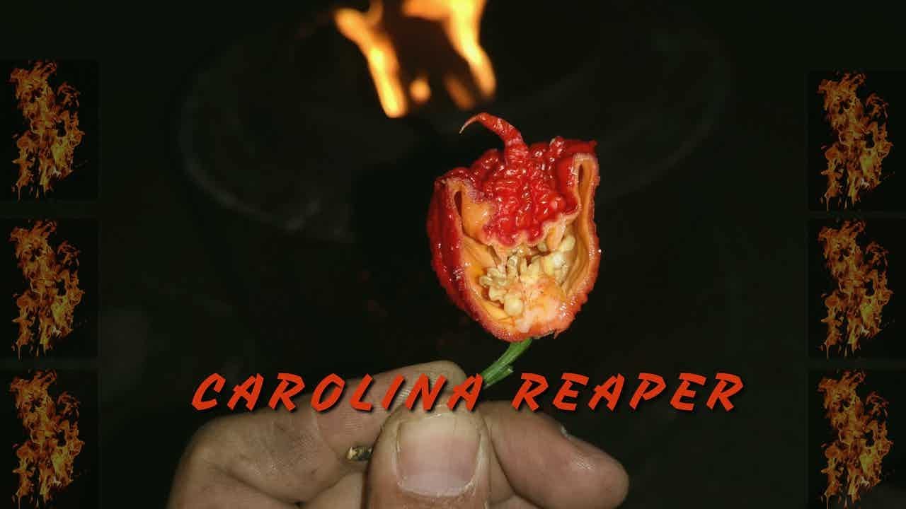 CAROLINA REAPER -  A malagueta mais picante do mundo. Cultivo org&acirc;nico no Algarve