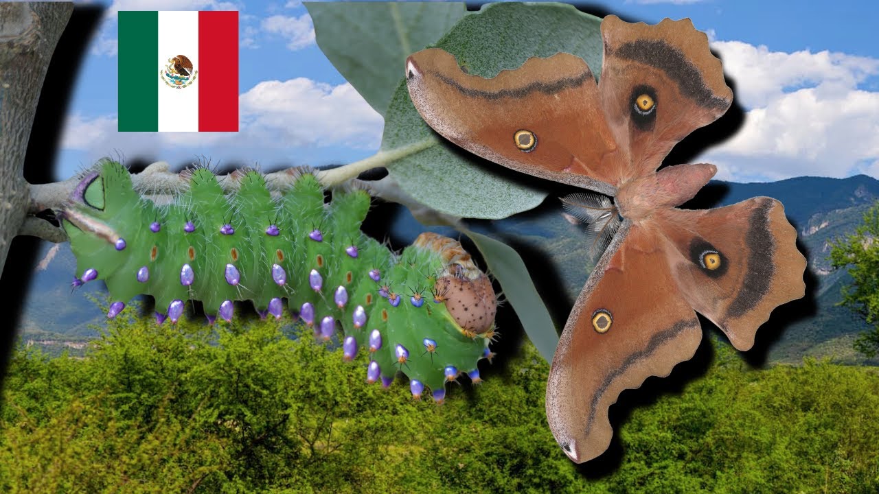 Редкий шелкопряд в Мексике: Antheraea montezuma