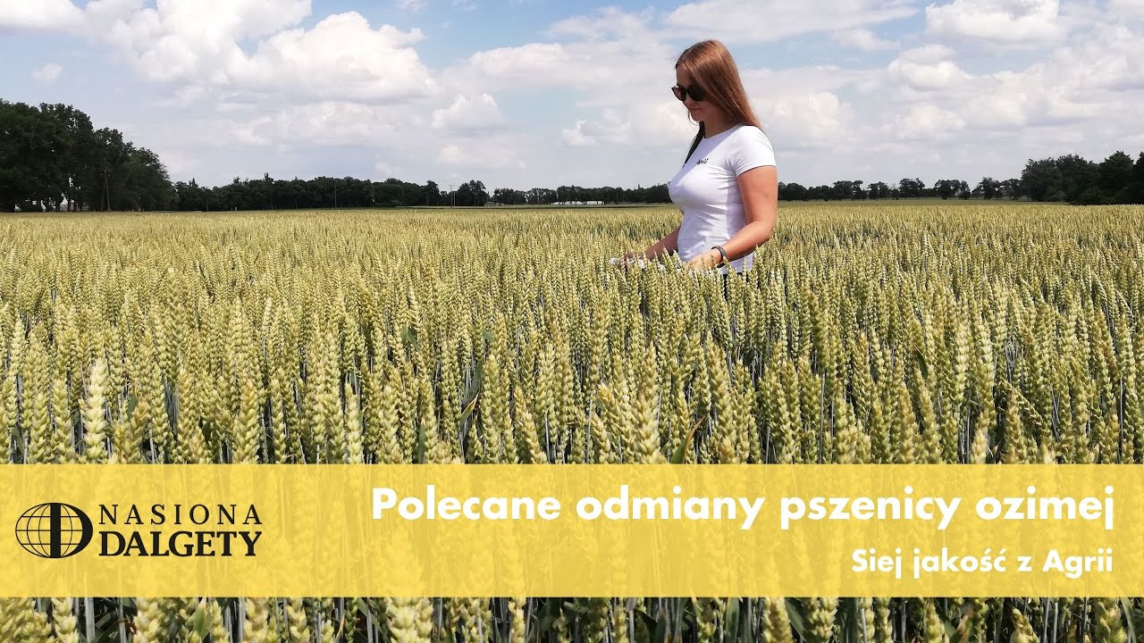Polecane odmiany zb&oacute;ż ozimych Nasiona Dalgety. SIEJ JAKOŚĆ | Agrii Polska