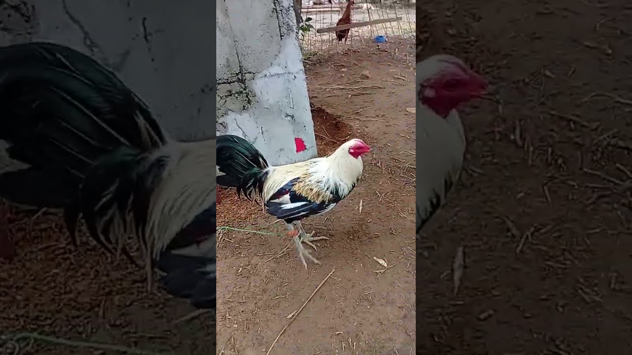 grey hatch gelmore 2X winner #games #rooster #gamefowl #shorts #trending #viral #video