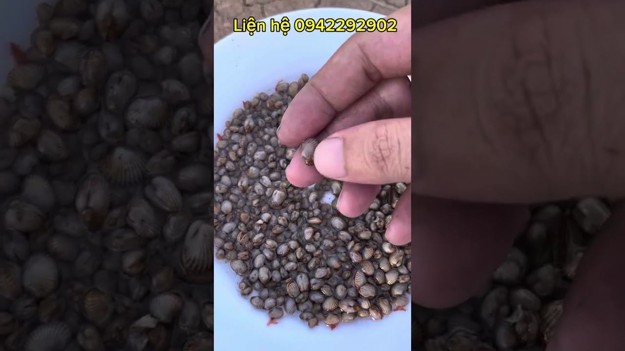 Hướng dẫn nuôi sò huyết thịt trong vuông tôm
